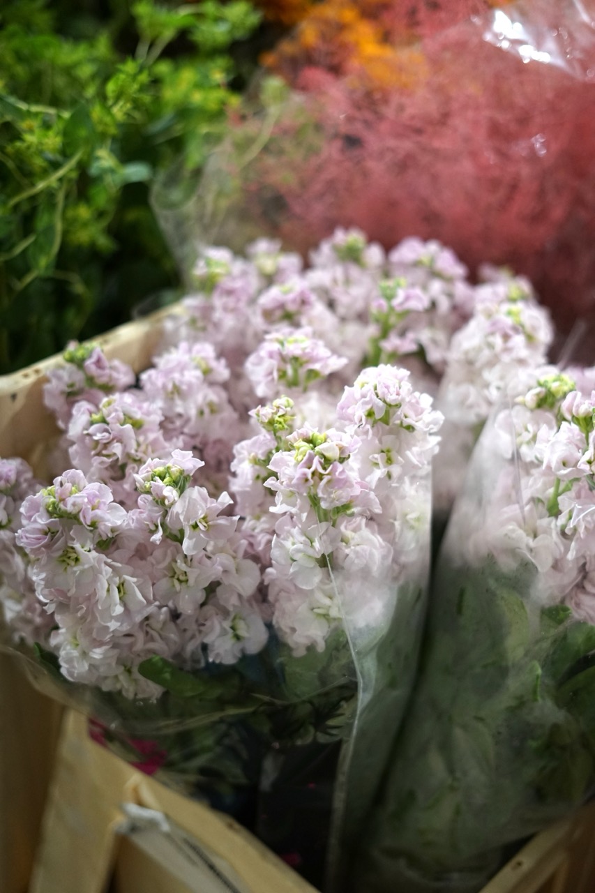 Fotografie din depozitul Grădina Urbană Concept — Matthiola roz pal, delicatețe