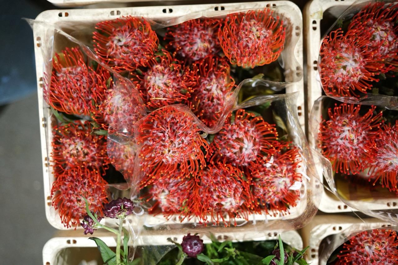Fotografie din depozitul Grădina Urbană Concept — Leucospermum, roșu intens