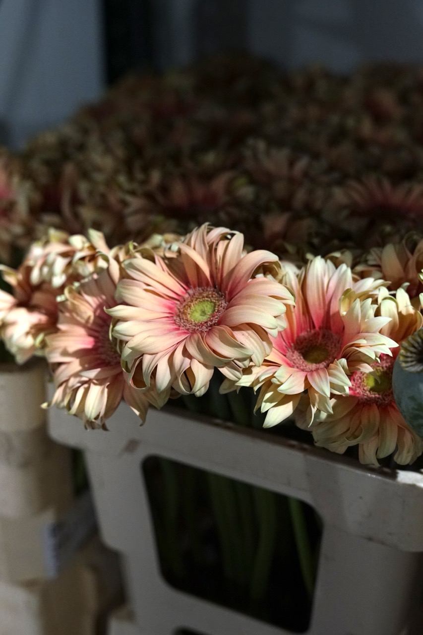 Fotografie din depozitul Grădina Urbană Concept — Gerbera, tonuri calde