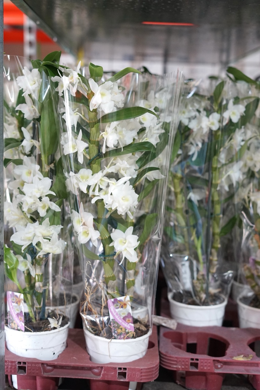 Fotografie din depozitul Grădina Urbană Concept — Dendrobium alb, plante înflorite