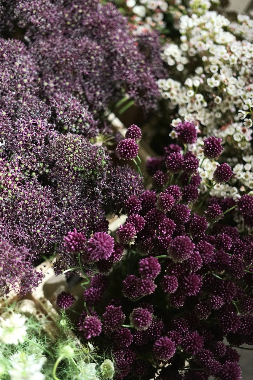 Fotografie din depozitul Grădina Urbană Concept — Allium și texturi, tonuri profunde