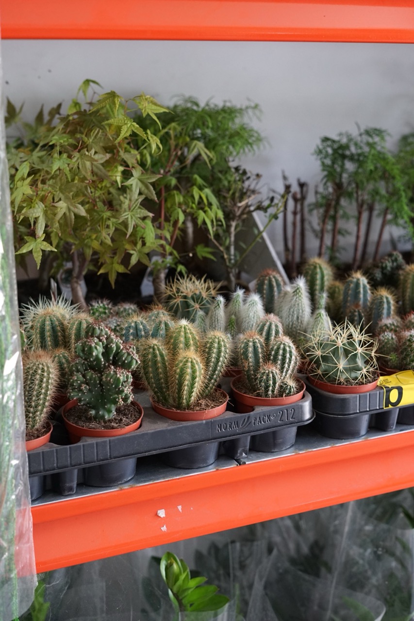 Fotografie din depozitul Grădina Urbană Concept — Cactuși, colecție de plante