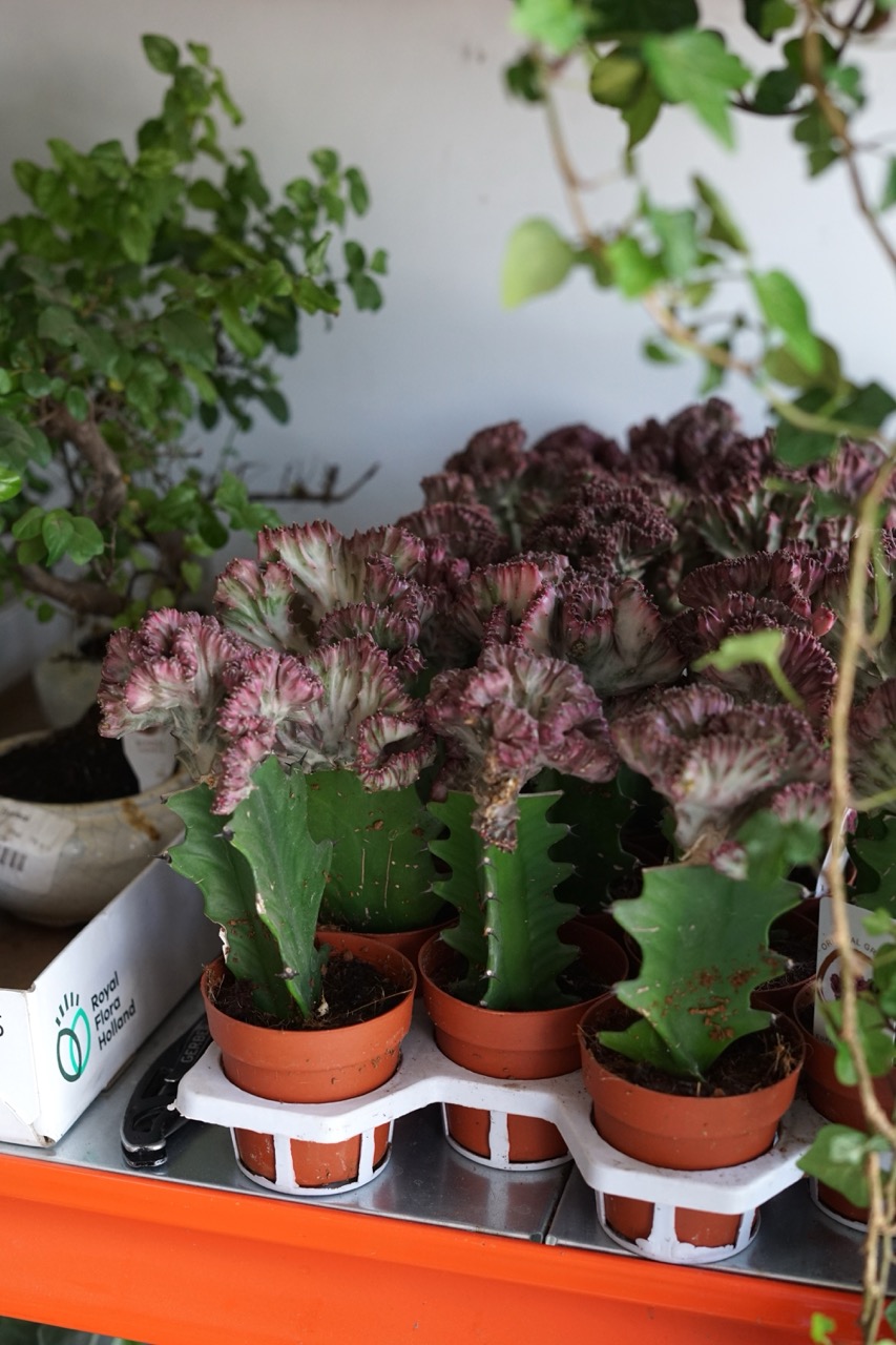 Fotografie din depozitul Grădina Urbană Concept — Euphorbia și plante decorative