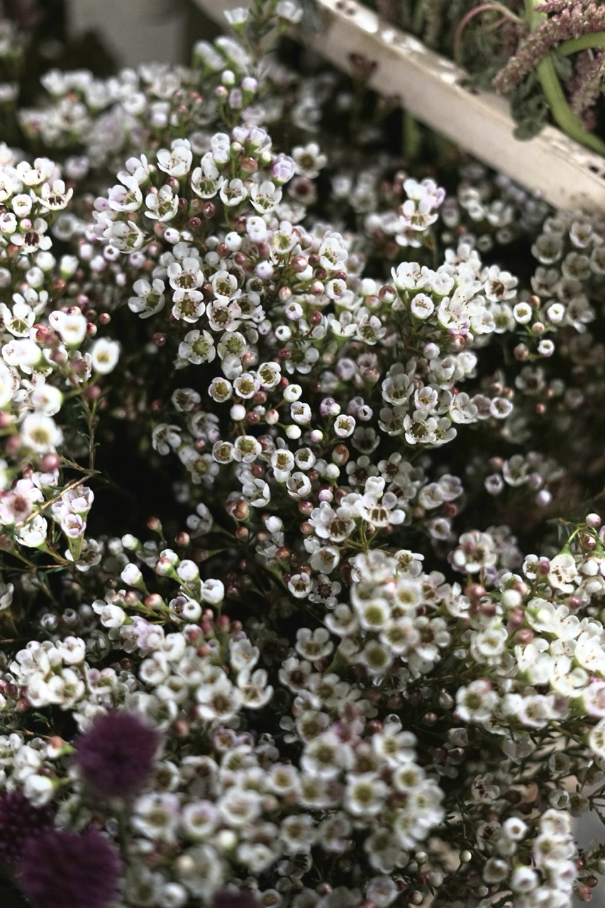 Fotografie din depozitul Grădina Urbană Concept — Waxflower, detaliu fin