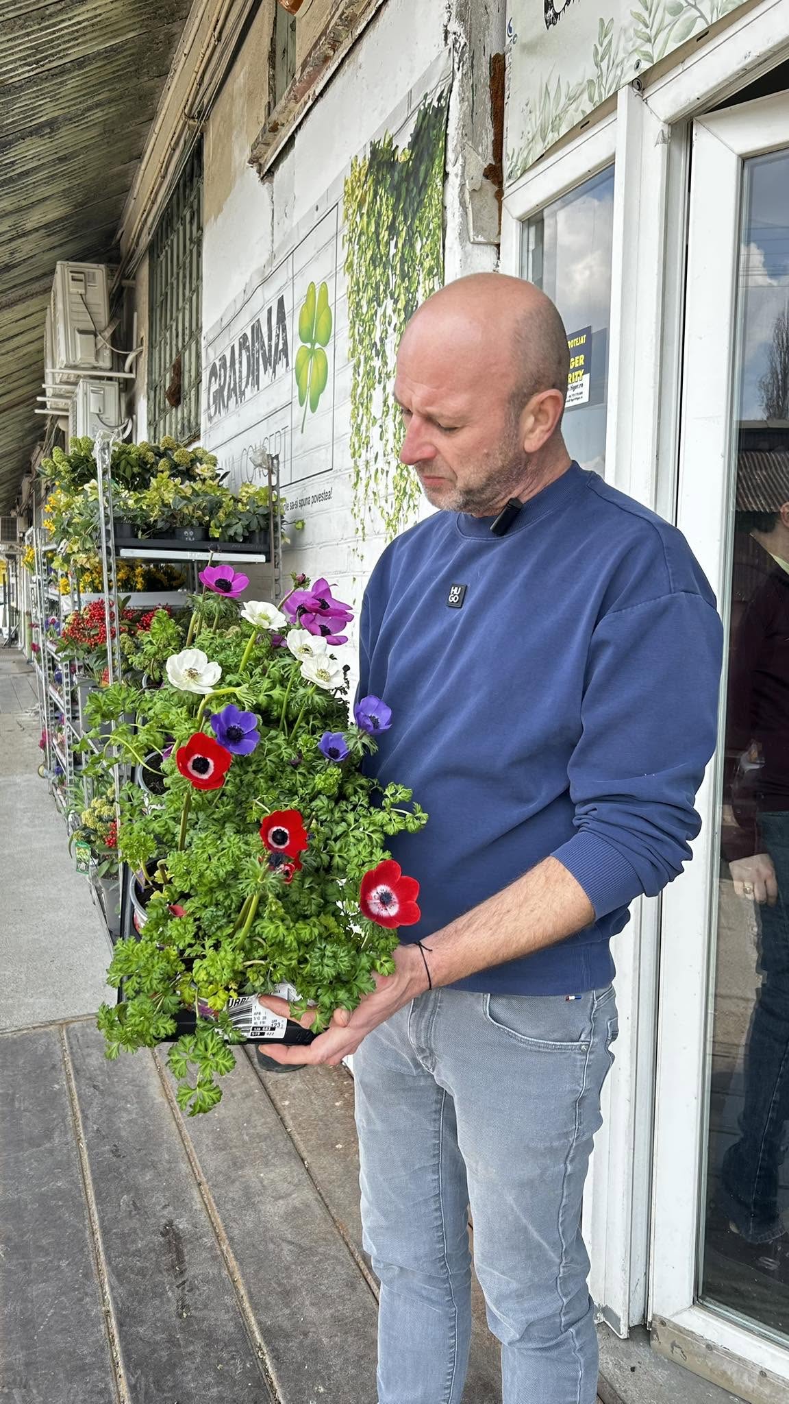 Plantă cu flori colorate prezentată de echipa Grădina Urbană