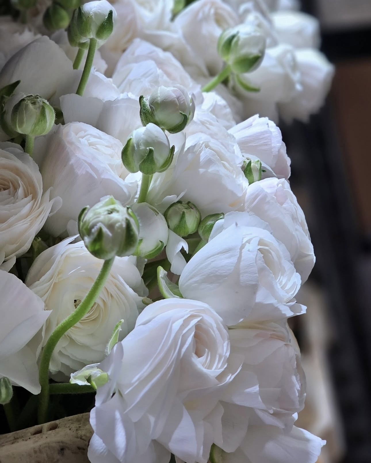 Ranunculus albe în lumină naturală