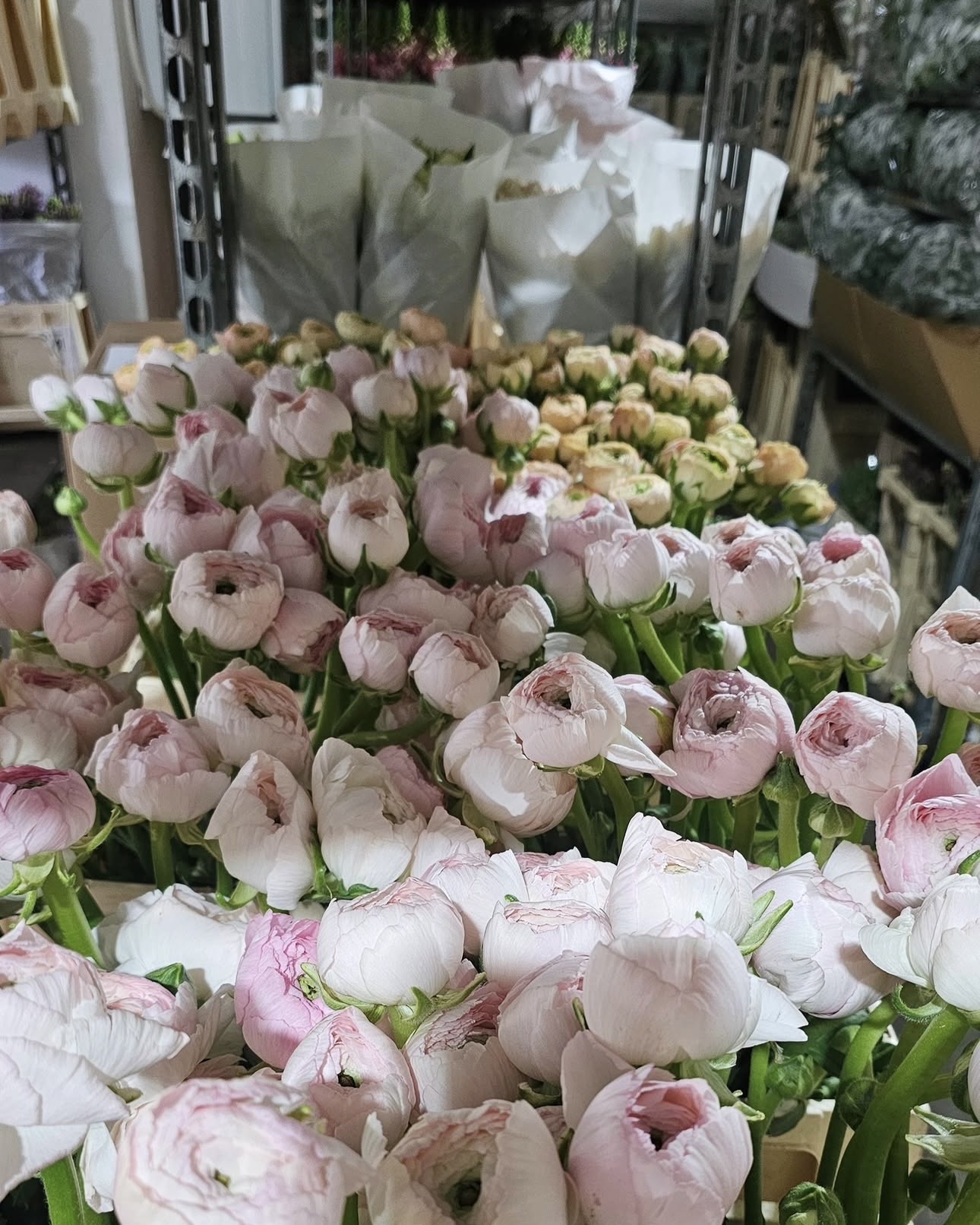 Ranunculus roz pal așezate în lăzi