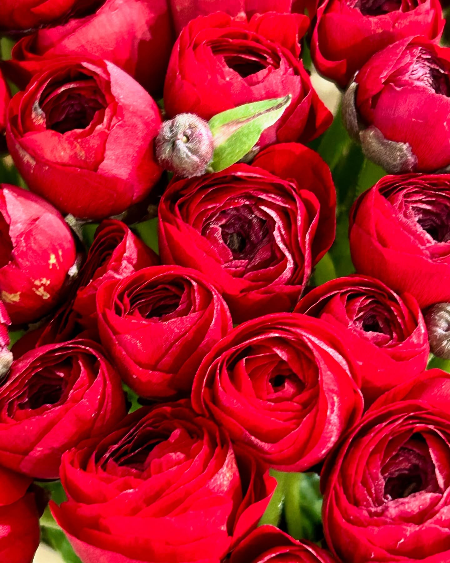 Ranunculus roșii înflorite și boboci