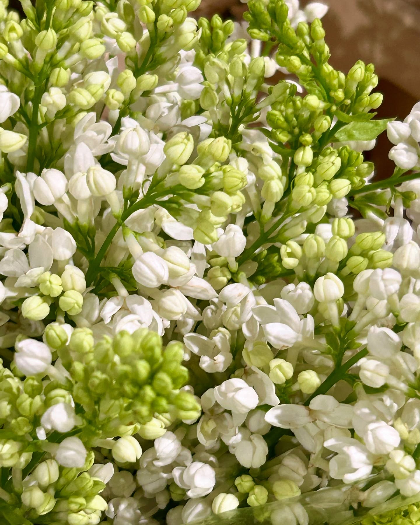 Inflorescențe albe cu boboci verde crud