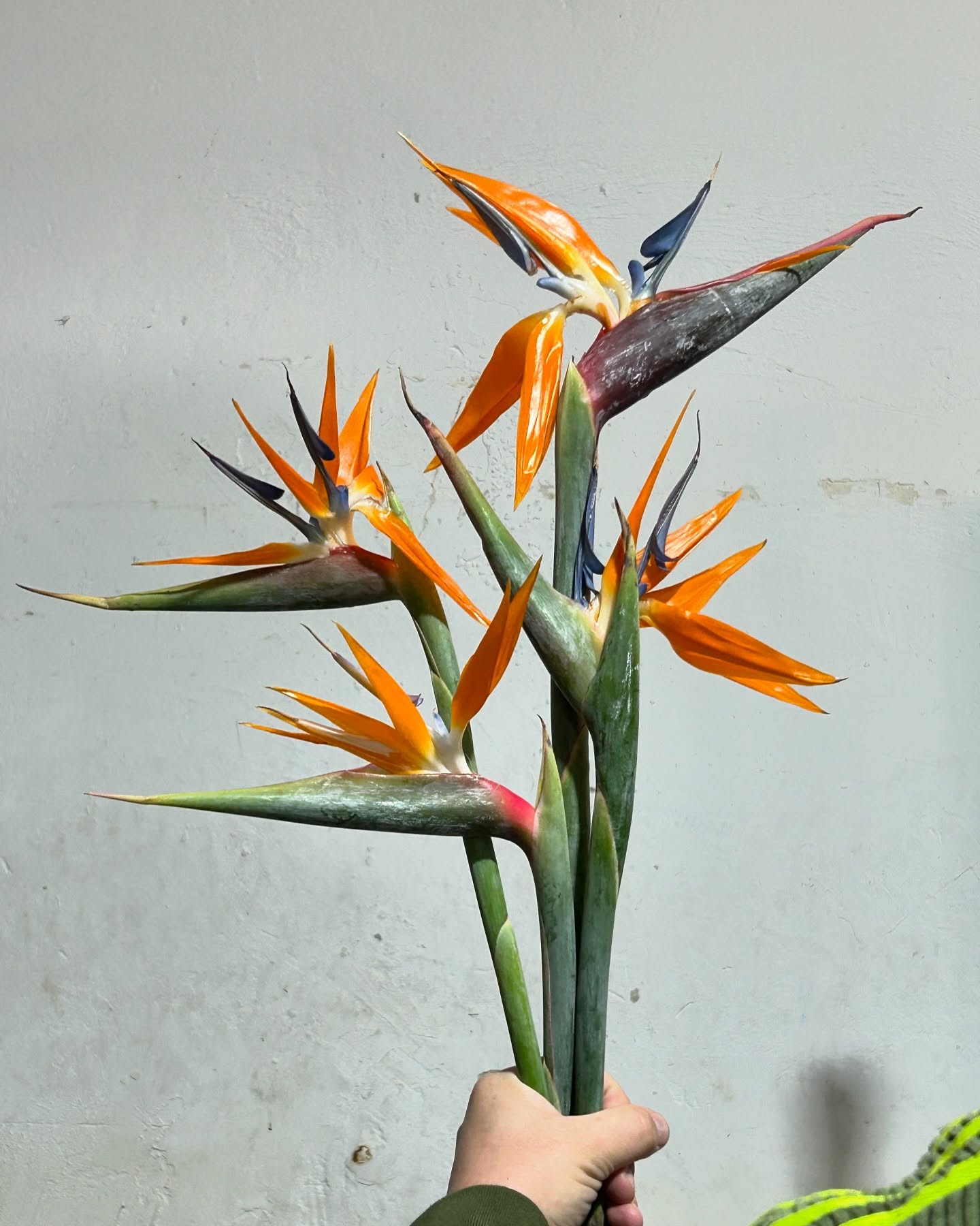 Flori Strelitzia portocalii ținute în mână